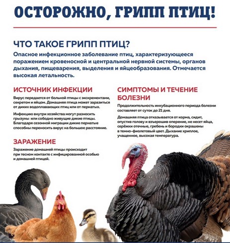 Грипп птиц.
