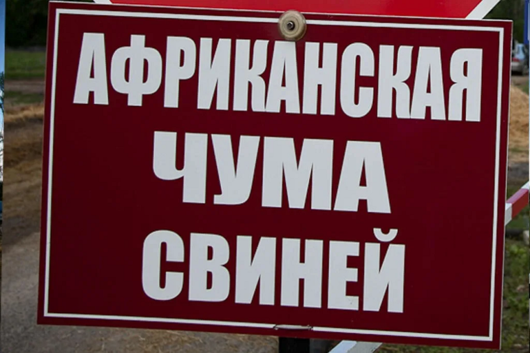 ПАМЯТКА ДЛЯ НАСЕЛЕНИЯ ПО ПРОФИЛАКТИКЕ АФРИКАНСКОЙ ЧУМЫ СВИНЕЙ (АЧС). ПАМЯТКА ДЛЯ НАСЕЛЕНИЯ ПО ПРОФИЛАКТИКЕ АФРИКАНСКОЙ ЧУМЫ СВИНЕЙ (АЧС).